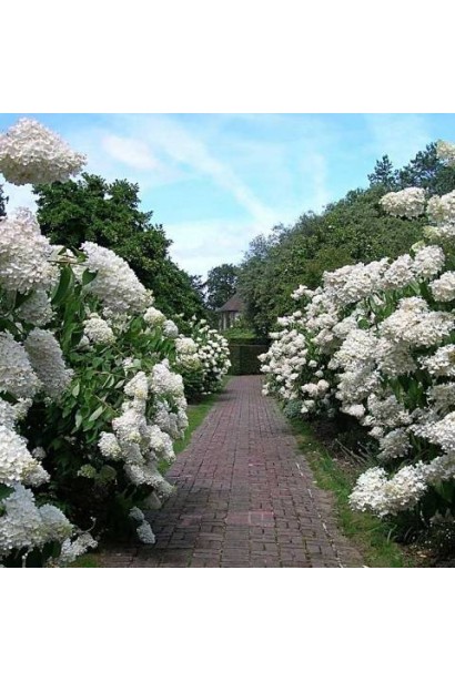 Гортензія волотиста Фантом в ландшафті