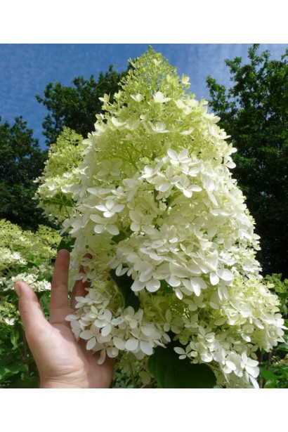 Гортензія волотиста Фантом розмір квітки