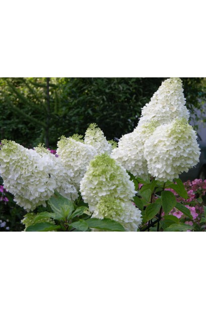 Гортензія волотиста Phantom