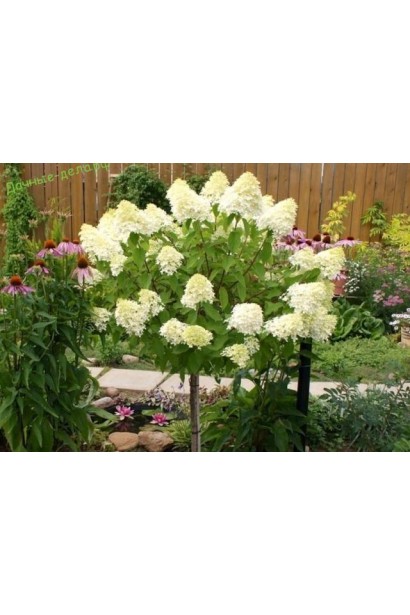 Гортензія волотиста Фантом ландшафтна штамбова композиція
