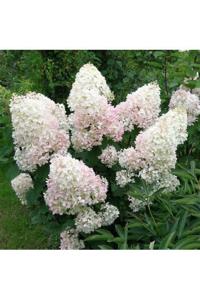 Гортензія волотиста Фантом