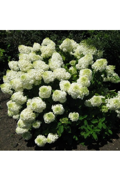 Гортензія волотиста Фантом розлогий кущ