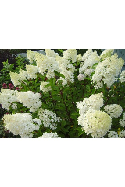 Гортензія волотиста Фантом рясне цвітіння