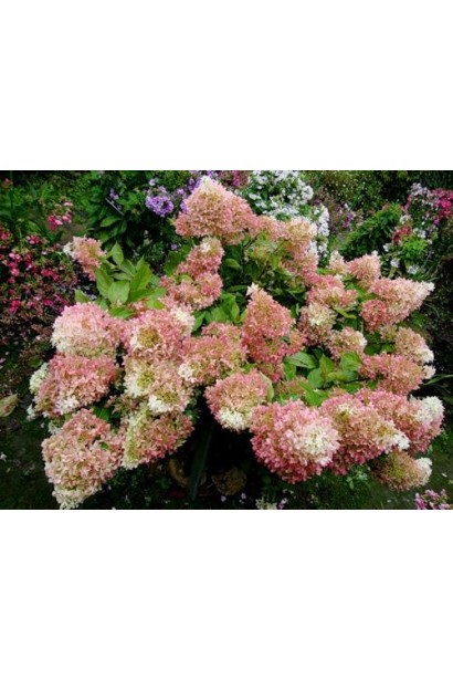 Гортензія волотиста Фантом конічні суцвіття