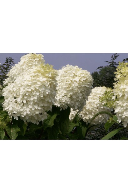 Біла гортензія 
