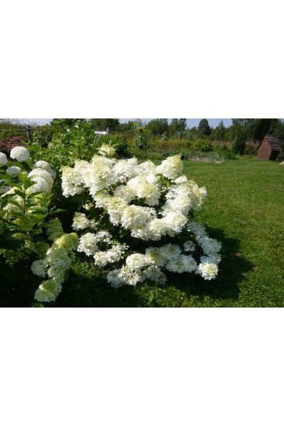 Гортензія волотиста Привид