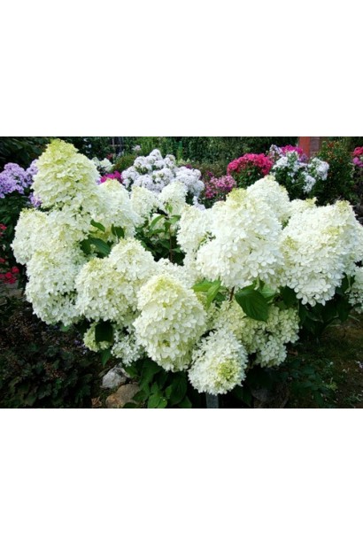 Hydrangea paniculata Phantom
