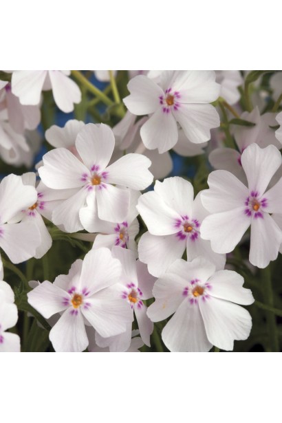 Корал Айз – флокс з яскравим забарвленням та контрастними центрами.