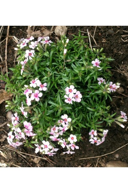 Флокс шиловидний Корал Айз