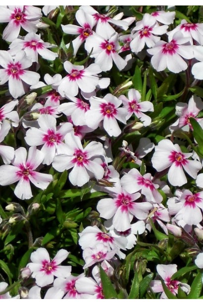 Флокс Корал Айз