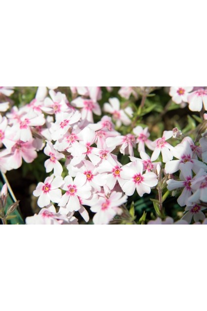 Рожево-коралові квіти флокса Корал Айз у квітучому саду.