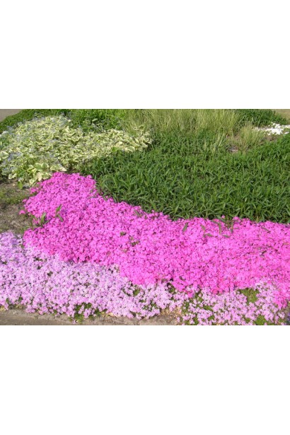 Вишукані коралові квіти флокса Корал Айз на фоні зелені.