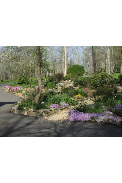 Phlox Coral Eye додає яскравості та контрасту до весняних квітників.