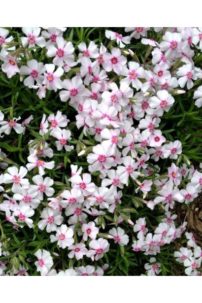 Флокс Корал Айз розцвітає в чудовий кораловий відтінок, що привертає увагу.