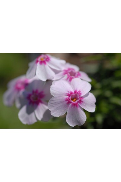  Флокс шиловидний Корал Ай