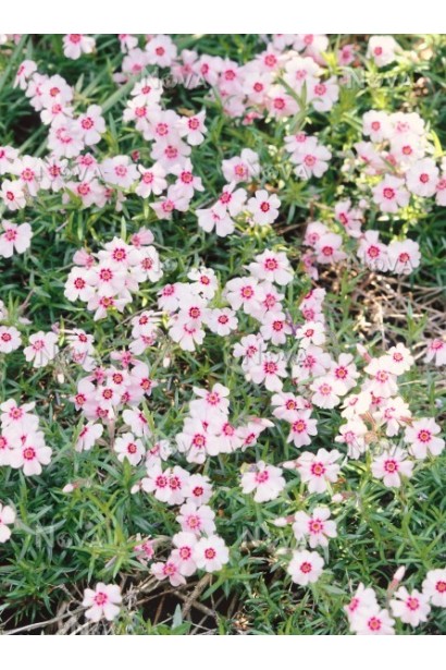  Флокс шиловидний Корал Айс