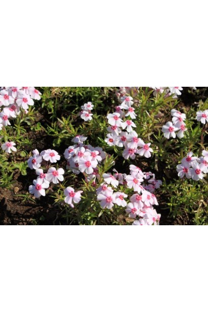 Флокс шиловидний Корал Айз