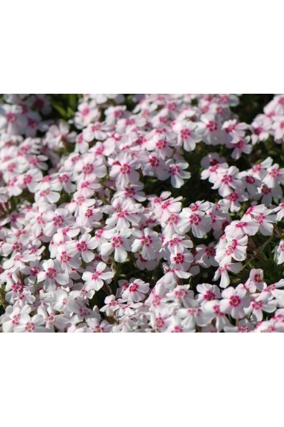 Яскраво коралові квіти Phlox Coral Eye на сонячних клумбах.