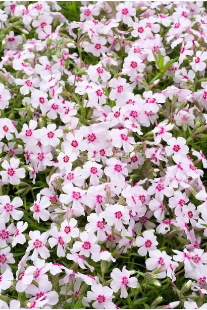 Яскраві коралові квіти флокса Корал Айз для прикраси саду.