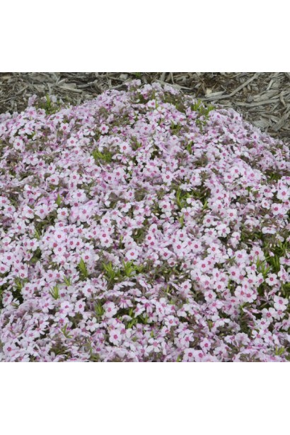 Флокс Корал Айз створює ефектний весняний килим на клумбі.