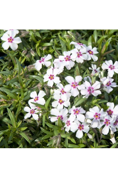 Phlox subulata Coral Eye з яскравими кораловими квітами та темними очима.