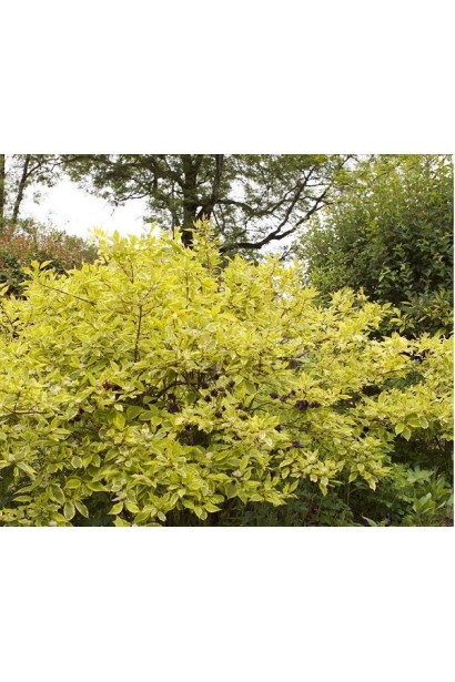 Дерен белый спаети куст с широкой раскидистой кроной.