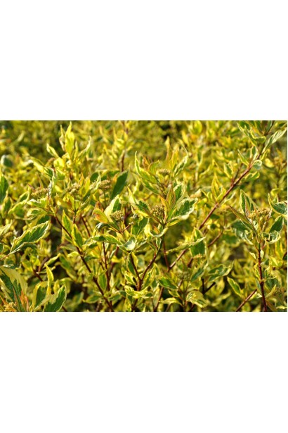 Дерен белый Спаети цветения