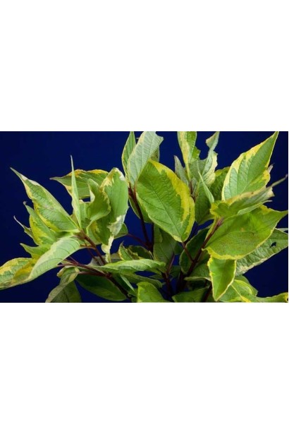 Дерен пестрый спаети