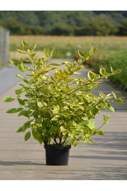 Дерен белый Спаети саженец в горшке