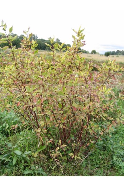 Корнус Спаети куст