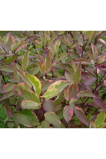 Дерен белый Спаети осень