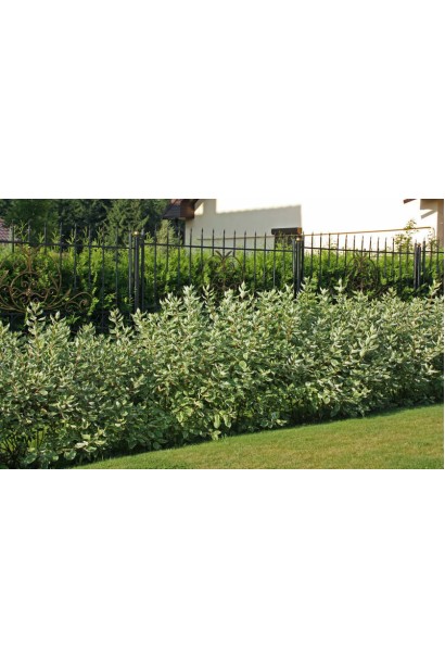 Дерен белый Спаети бордюрная посадка