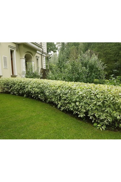 Дерен белый Спаете невысокая живая изгородь