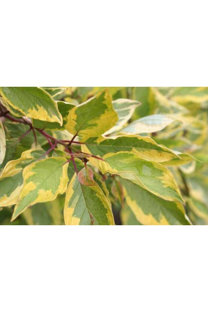 Дерен белый Spaethii