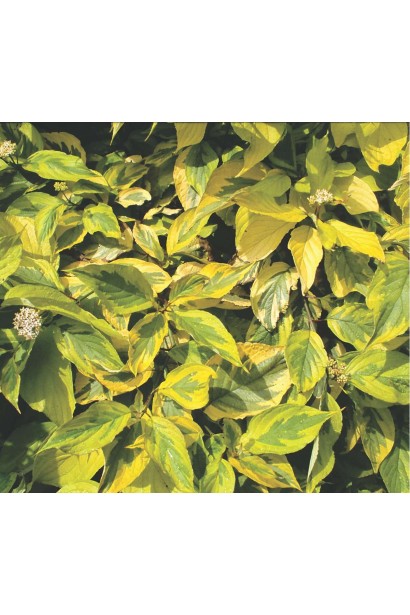 Свидина Спаети