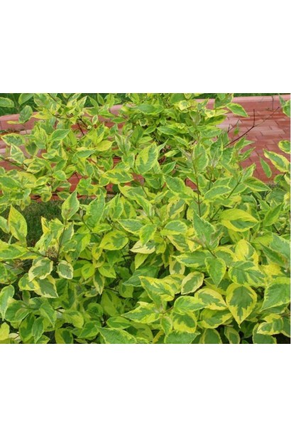 Дерен белый Шпети