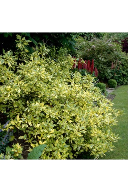 Кизил белый Спаети