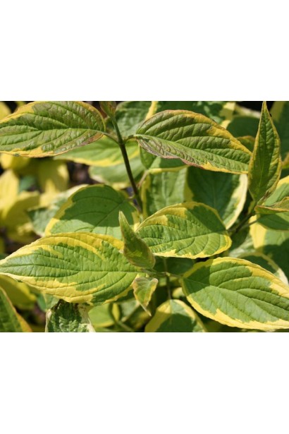 Дерен белый спает зеленые листья с золотистой каймой