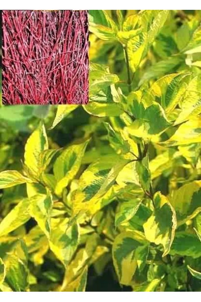 Cornus alba Spaethii