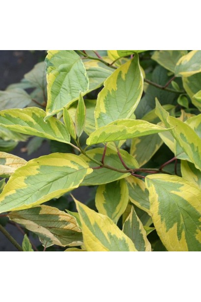 Дерен белый Спаети