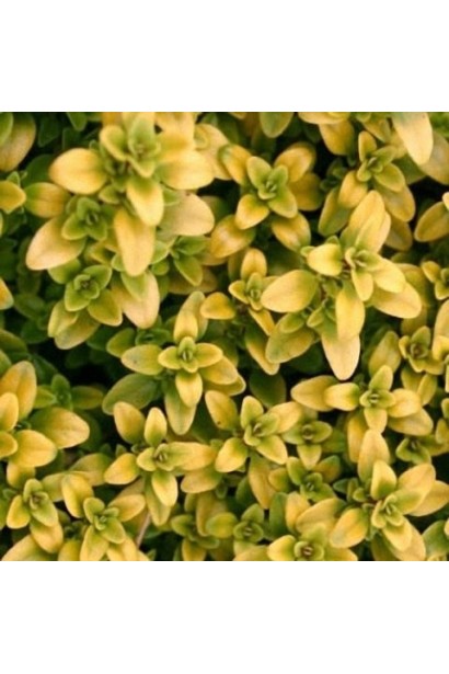 Тим`ян / Чебрець лимонний Ауреа | Thymus citriodorus Aurea | Тимьян / Чабрец лимонный Ауреа