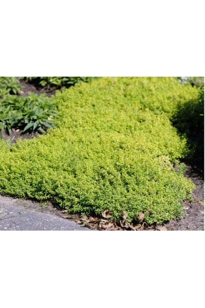 Тим`ян / Чебрець лимонний Ауреа | Thymus citriodorus Aurea | Тимьян / Чабрец лимонный Ауреа