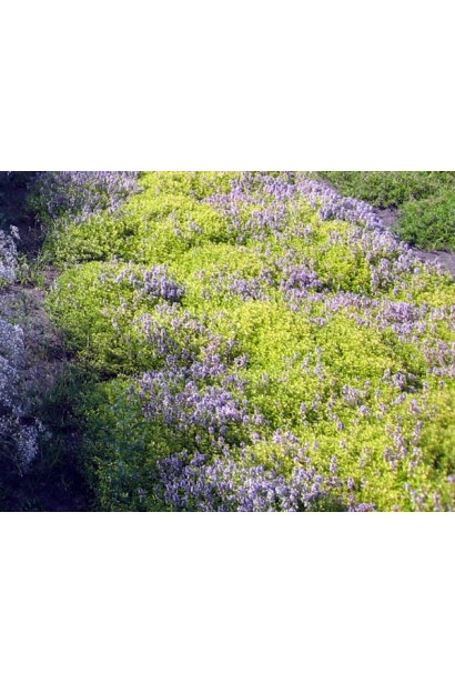 Тим`ян / Чебрець лимонний Ауреа | Thymus citriodorus Aurea | Тимьян / Чабрец лимонный Ауреа