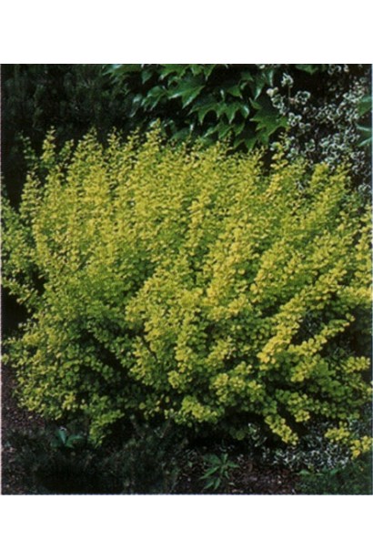 Тим`ян / Чебрець лимонний Ауреа | Thymus citriodorus Aurea | Тимьян / Чабрец лимонный Ауреа