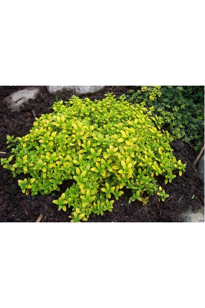 Тим`ян / Чебрець лимонний Ауреа | Thymus citriodorus Aurea | Тимьян / Чабрец лимонный Ауреа