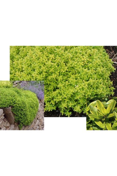 Тим`ян / Чебрець лимонний Ауреа | Thymus citriodorus Aurea | Тимьян / Чабрец лимонный Ауреа