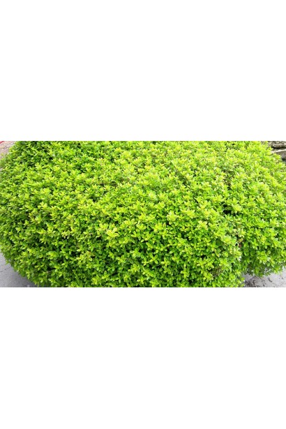 Тим`ян / Чебрець лимонний Ауреа | Thymus citriodorus Aurea | Тимьян / Чабрец лимонный Ауреа