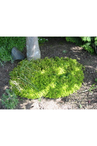 Тим`ян / Чебрець лимонний Ауреа | Thymus citriodorus Aurea | Тимьян / Чабрец лимонный Ауреа