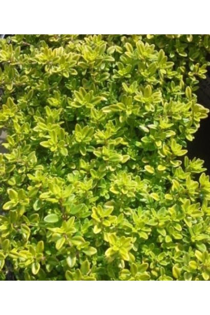 Тим`ян / Чебрець лимонний Ауреа | Thymus citriodorus Aurea | Тимьян / Чабрец лимонный Ауреа