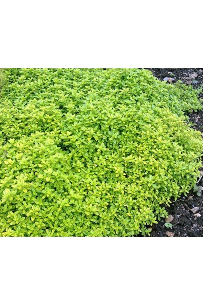 Тим`ян / Чебрець лимонний Ауреа | Thymus citriodorus Aurea | Тимьян / Чабрец лимонный Ауреа